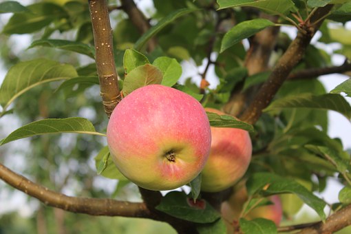 jablíčko strom