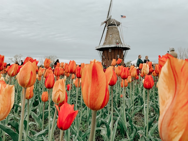 mlýn s tulipány