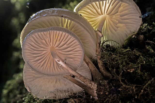 dřevní houby